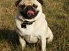 Mops Bertram