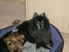 Pomeranian Zimba