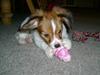 Papillon Bertha