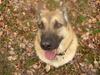 Blanding af racer Græsk gadehund, Ronja