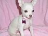 Chihuahua Zuie [Tidl. hund]