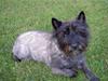 Cairn terrier Buller