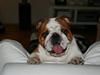 Engelsk bulldog Joey