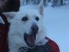 Hvid Schweizisk Hyrdehund Jessie White 06-07-2011 [ Himmelhund]