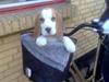 Beagle bella