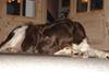 Kleiner münsterländer Esben **DØD 10/6 2008** [ Himmelhund]