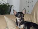 Chihuahua Frida