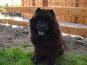 Chow chow Peli`s Tanya of Flensborg