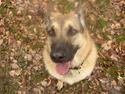 Blanding af racer Græsk gadehund, Ronja