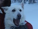 Hvid Schweizisk Hyrdehund Jessie White 06-07-2011