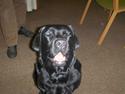 Labrador retriever Anja