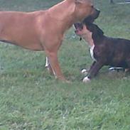 Amerikansk staffordshire terrier Loke