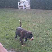 Amerikansk staffordshire terrier Loke