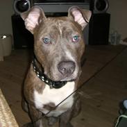 Amerikansk staffordshire terrier Kenzo