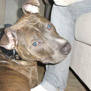 Amerikansk staffordshire terrier Kenzo