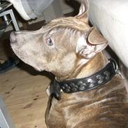 Amerikansk staffordshire terrier Kenzo
