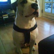 Amerikansk bulldog Bonzo