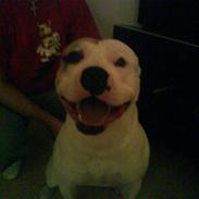 Amerikansk bulldog Bonzo