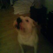 Amerikansk bulldog Bonzo