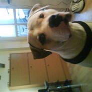 Amerikansk bulldog Bonzo