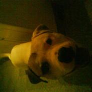 Amerikansk bulldog Bonzo