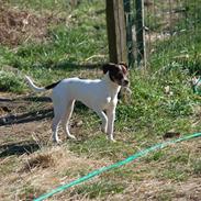 Dansk svensk gaardhund Smilla