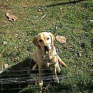 Labrador retriever Sally