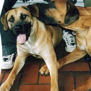 Boerboel Sharka (Teglborg Sharka)