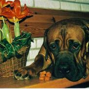 Boerboel Sharka (Teglborg Sharka)