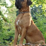 Boerboel Sharka (Teglborg Sharka)