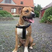 Amerikansk staffordshire terrier TYSON