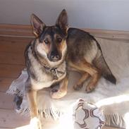 Schæferhund Bayogi Heti