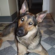 Schæferhund Bayogi Heti