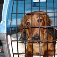 Dværggravhund Julius