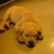 Labrador retriever Balto