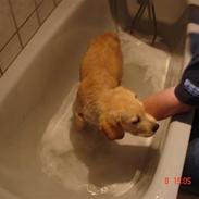 Labrador retriever Balto