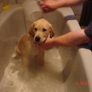 Labrador retriever Balto