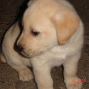 Labrador retriever Balto