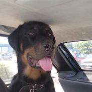 Rottweiler Tyson .. R.I.P