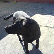 Labrador retriever Basse R.I.P. :'(
