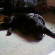 Labrador retriever Basse R.I.P. :'(