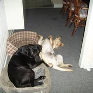 Labrador retriever Basse R.I.P. :'(