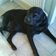 Labrador retriever Basse R.I.P. :'(