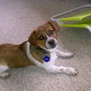 Blanding af racer Ozzy