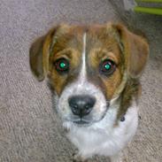 Blanding af racer Ozzy