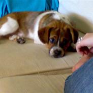 Blanding af racer Ozzy