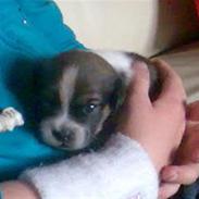 Blanding af racer Ozzy