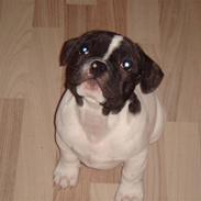 Fransk bulldog Carlos