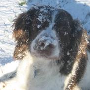 Engelsk springer spaniel Oscar  31.01.1999 - 08.02.2013