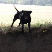 Staffordshire bull terrier Charlie